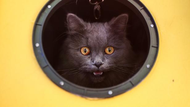 Einzelhaft: Kater befreite andere Katzen aus Tierheim