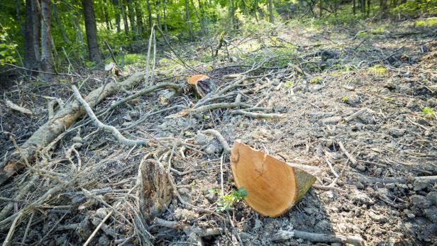 Neue Studie: "Angstschnitte" bedrohen österreichische Wälder