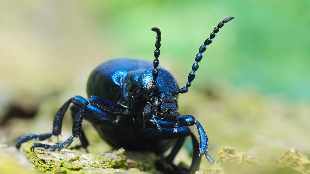 Der Schwarzblaue Ölkäfer ist das „Insekt des Jahres“