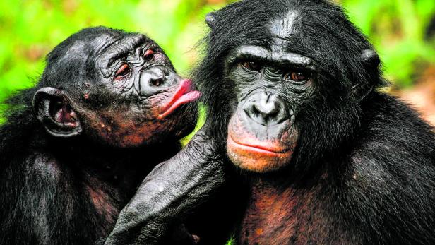 Vorbild Bonobos: Die kleinen Verwandten der Schimpansen wandeln Aggression in positive Energie um.