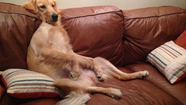 Ein Golden Retriever liegt entspannt auf einer braunen Ledercouch.