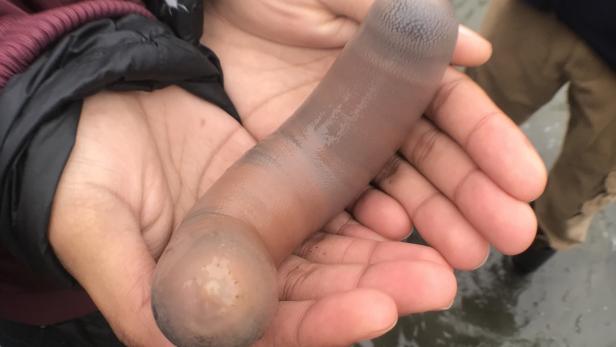 An Kaliforniens Küste sind kürzlich tausende Seewürmer angespült worden.