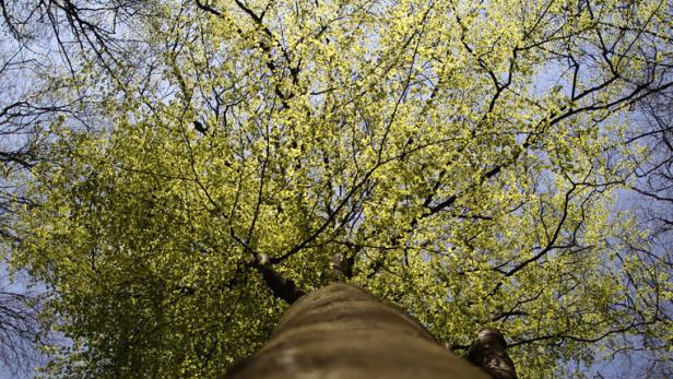 Grüne Blätter, frische Luft – intuitiv weiß jeder, dass ein Spaziergang durch den Wald guttut. Doch er leidet unter den Wetterextremen.