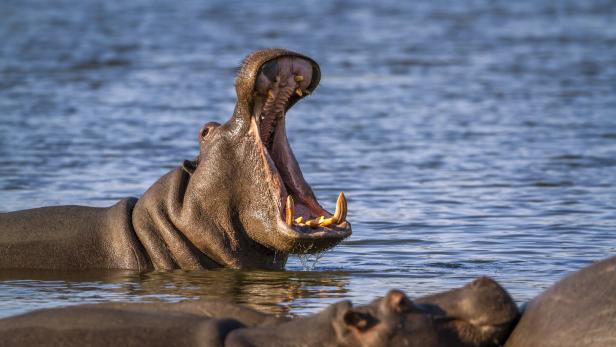 Hippopotamus in Kruger National park, South Africa