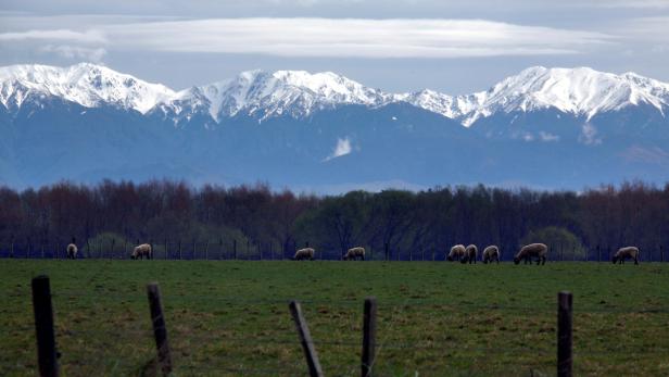 Schafe vor dem Tararua-Range-Gebirge auf der Nordinsel von Neuseeland.