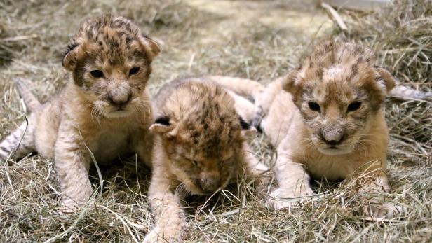 Dreifacher Löwennachwuchs im Tierpark Herberstein