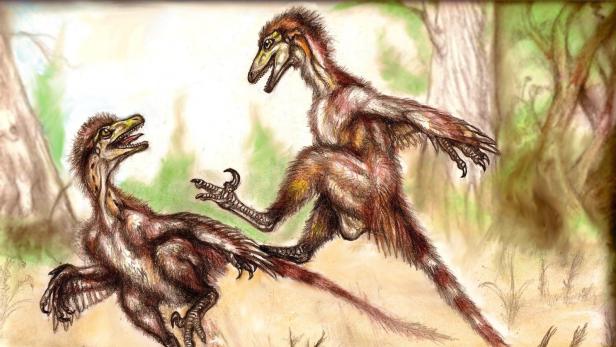 Paronychodon: Die Dinosaurier, die vor 90 Millionen lebten, wurden in Gams gefunden.