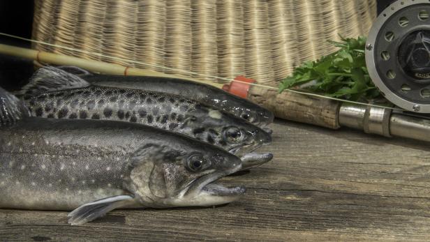 Lebensmittel-Bilanz: Reformen für die Fische