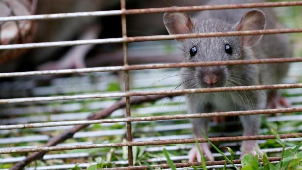 Rats are trapped in a cageÊin Vertou near Nantes