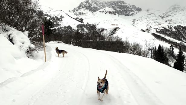 Schneegarantie: Auf rund 1.800 Meter Seehöhe bietet die Landschaft in Oberlech ein Winterparadies für Hunde und ihre Besitzer