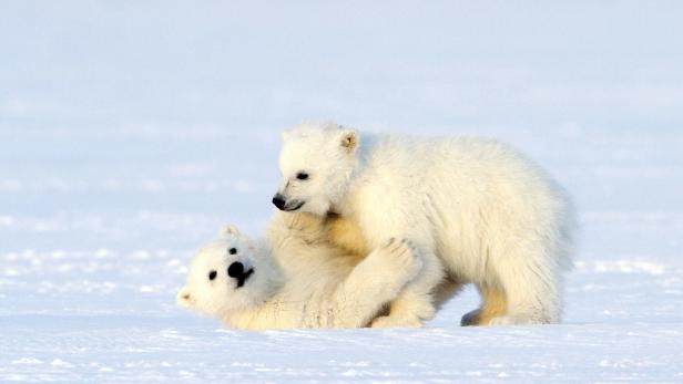 Eisbären stehen laut WWF heuer auf der Verliererseite.