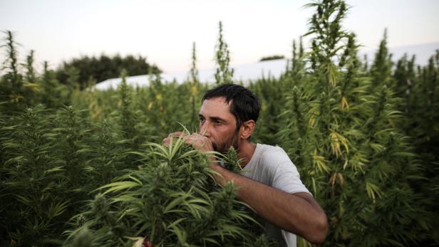 Italien erlaubt Marihuana-Anbau zuhause