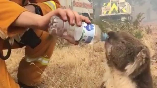 A koala drinks water offered from a bottle by a firefighter in Cudlee Creek during bushfires in south Australia