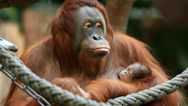 Das Orang-Utan-Baby Suria und Mutter Lea starben beide in der Silvesternacht.