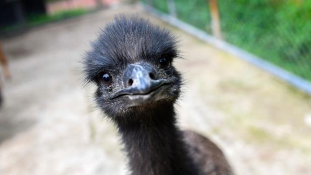 Video: Strafe nach Spaziergang mit zwei Emus durch Venedig