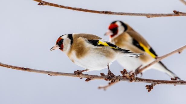 Stunde der Wintervögel: Was fliegt im Garten?