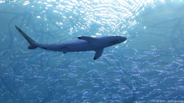 Tödlicher Hai-Angriff vor Australien