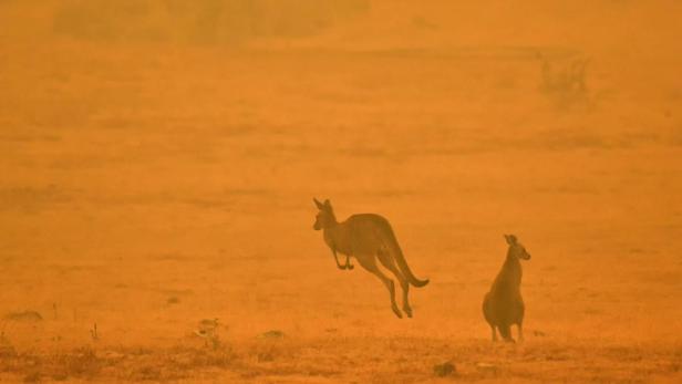 480 Millionen Tiere bei Bränden in Australien gestorben