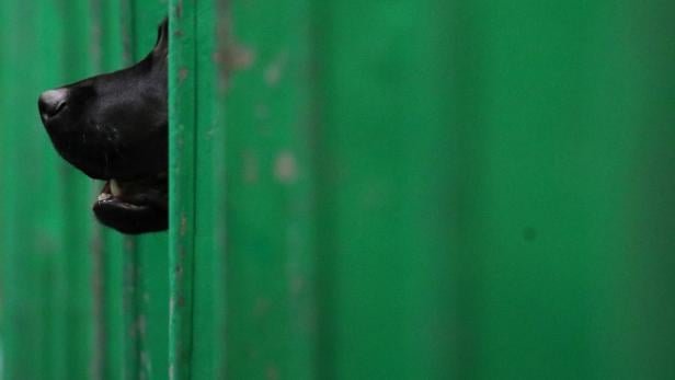 A Labrador Retriever looks out from its pen during the first day of the Crufts Dog Show in Birmingham