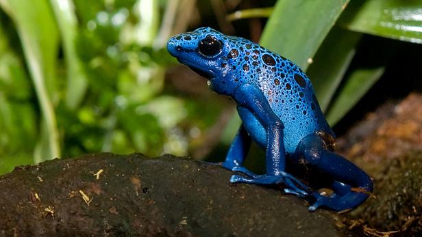 Der Blaue Baumsteiger (Dendrobates tinctorius) bewohnt die Sipaliwinisavanne im Dreiländereck zwischen Brasilien, Surinam und Französisch-Guyana. Der Färberfrosch wird knapp 7cm lang und sondert, zur Abwehr von Pilzen und Fressfeinden, Gift über seine Haut ab. Aufgrund dessen wird er auch zu den Pfeilgiftfröschen gezählt, wenngleich der Winzling weit weniger giftig ist, als ...