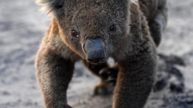 Koalas zählen zu den Hauptopfern der Feuer in Australien.