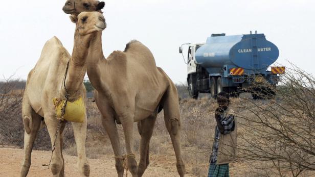 Dürre: "Selbst Kamele sterben wie Kleinvieh"