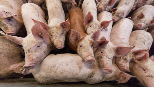 EU in Gefahr? Afrikanische Schweinepest wütet in Bulgarien