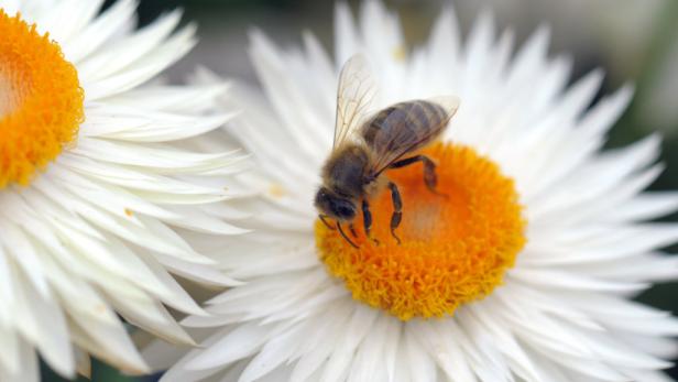 Neuartiges Pestizid tötet Bienenvölker