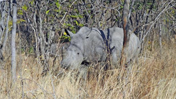 Und plötzlich steht man im Busch Simbabwes einem Nashorn gegenüber