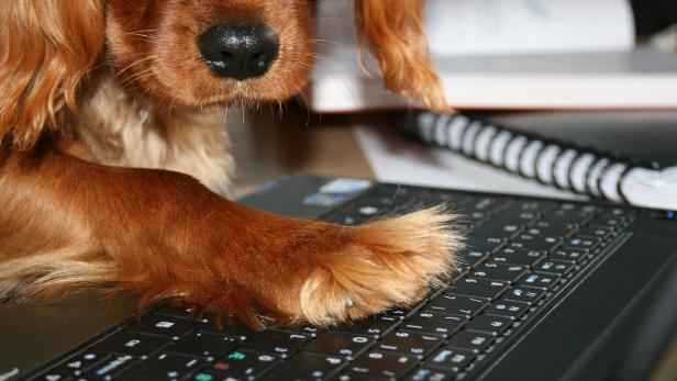 In vielen international agierenden Unternehmen sind Hunde am Arbeitsplatz willkommen.