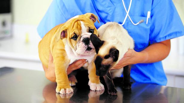 Hund und Katze sollten ab der achten Lebenswoche regelmäßig zum Tierarzt.