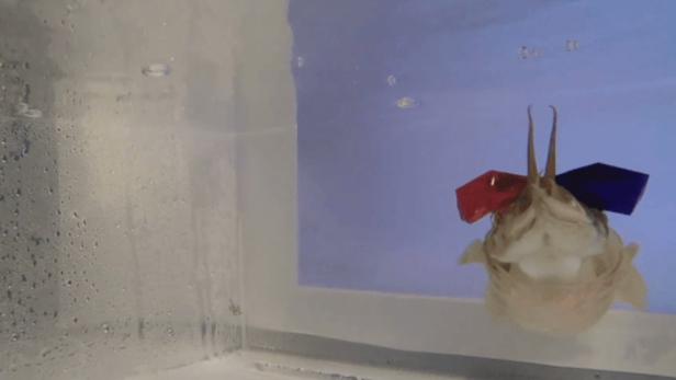 Forscher untersuchen Tintenfische mit 3D-Brille