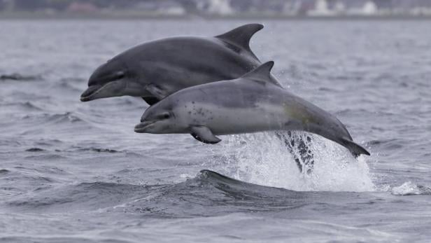 Delfine lernen nicht nur von ihren Müttern.