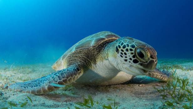 Mysteriöse "Panzer-Krankheit" bedroht australische Meeresschildkröten