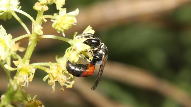 In Mitteleuropa sind je nach Land und Region bis zu 68 Prozent der Wildbienen gefährdet.