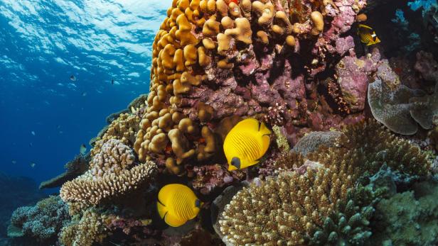 Korallen aus dem Rotem Meer bestehen Hitze-Test