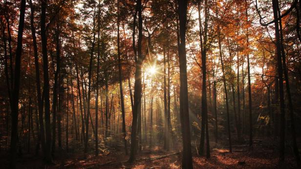 Die abendliche Sonne strahlt am 25.10.2012 in einem Wald bei Grosskarlbach durch das herbstlich gefärbte Blattwerk der Bäume. Foto: Fredrik von Erichsen dpa +++(c) dpa - Bildfunk+++