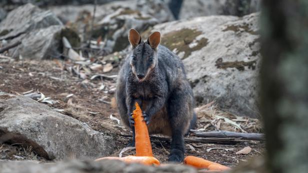 Operation "Karotten-Abwurf": Kängurus bekommen Hilfe von oben
