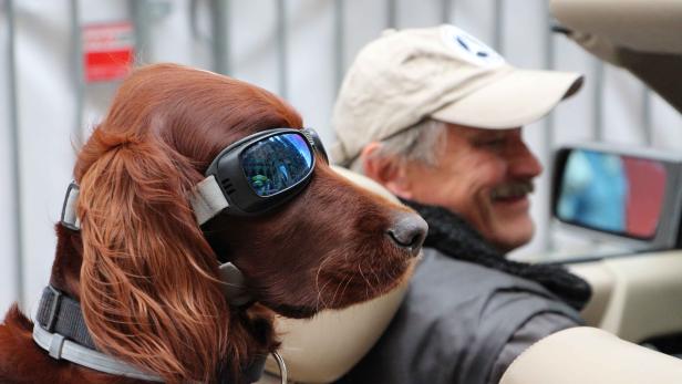 Ein Irischer Setter trägt eine Schutzbrille im Auto, während ein Mann lächelt.