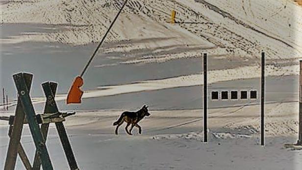 Video: Wolf auf Skipiste sorgt für Verunsicherung