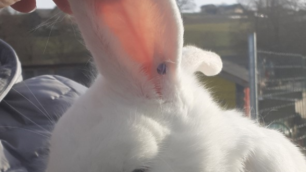 Kaninchen mit Piercing im Ohr abgegeben