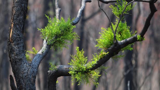 In Australiens ausgebrannten Wäldern sprießen erste Pflanzen