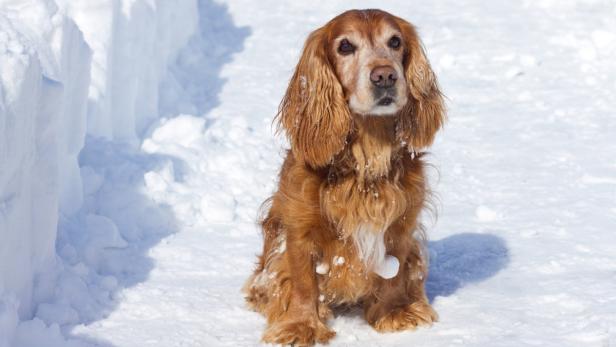 Am Wochenende könnten wieder ein paar Schneeflocken in Österreich fallen. Hund Flocky gefällt das nicht.