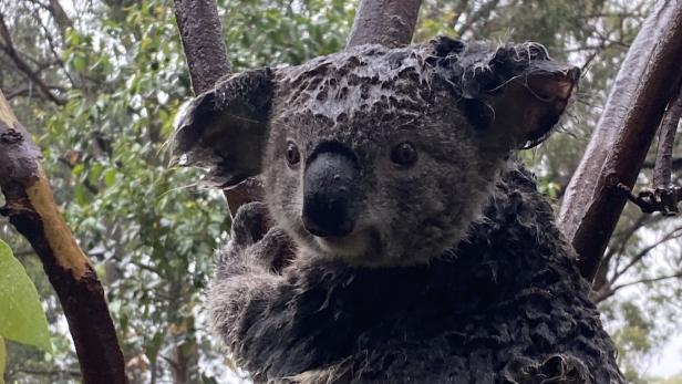 Ein Koala im Australian Reptile Park in der Nähe von Sydney.