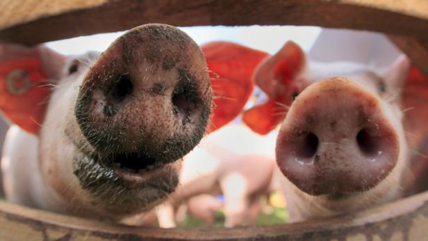 Verarbeitetes Schweinefleisch aus Österreich soll bald wieder nach Südkorea dürfen.