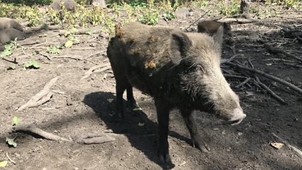 Afrikanische Schweinepest: Soldaten sollen Wildschweine jagen