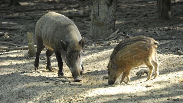 Kurios: Wildschwein verirrt sich in polnischen Kosmetiksalon
