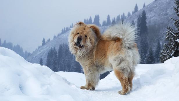Wintersportler Hund: Ausflüge in den Schnee verlangen Kondition.