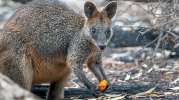 Für Wallabys wurden Karotten aus der Luft abgeworfen