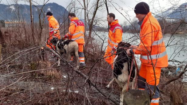 Asfinag-Mitarbeiter retten am Heimweg zwei entlaufene Schafe